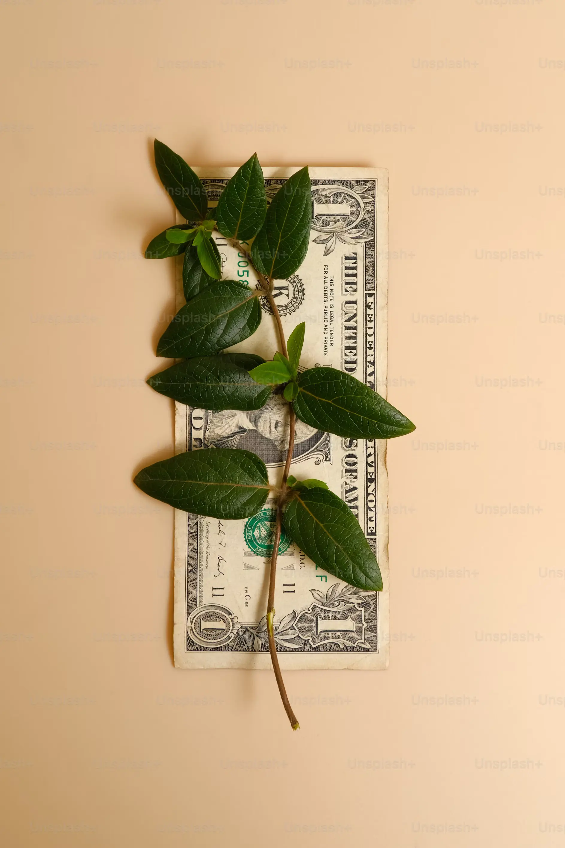 A vine on a dollar bill.